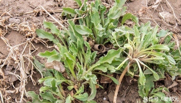 荠菜酸|农村这种野菜很常见，大多数人都吃过，但知道它功效的却少之又少