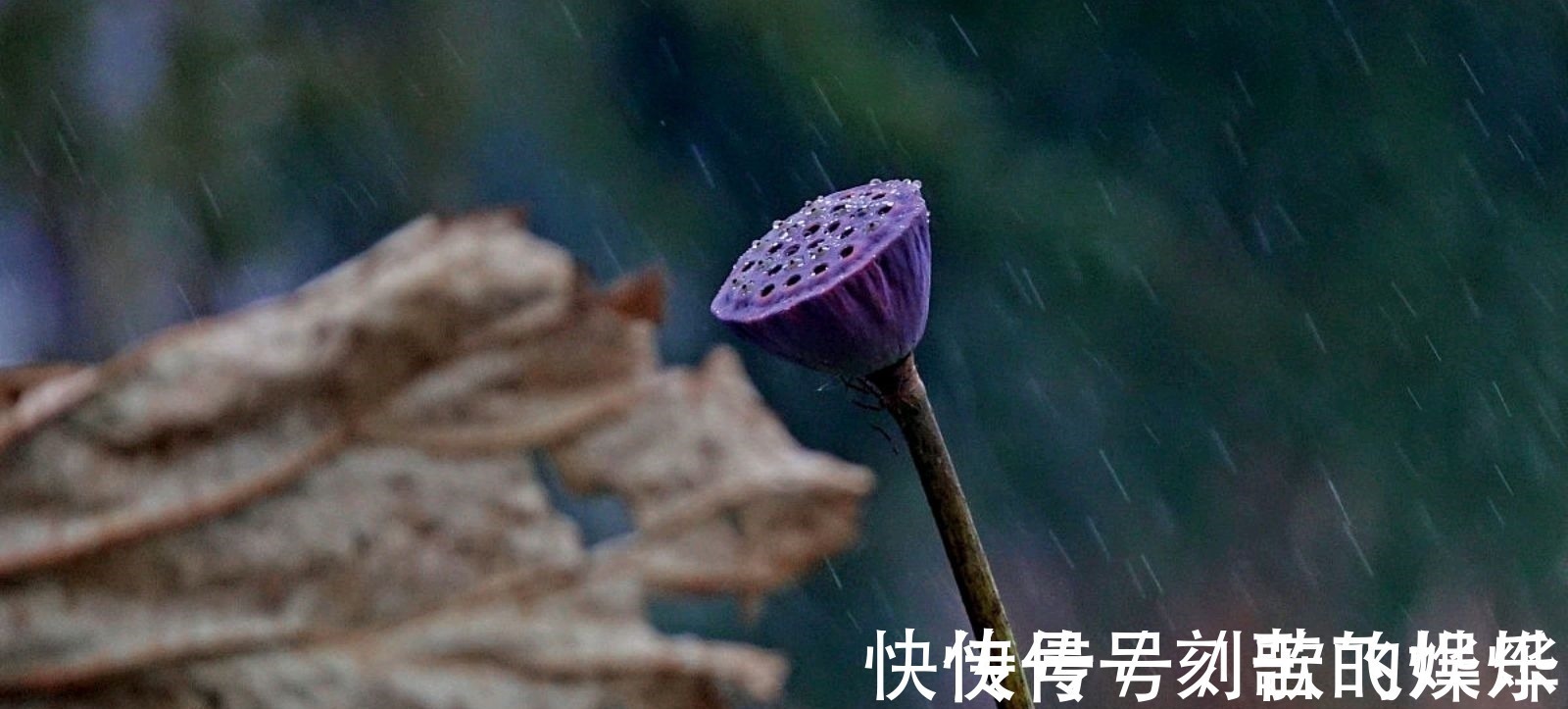 秋声!深秋的枯荷有多美,王瀚的《题败荷》,孤怀落拓的情绪尽在笔端