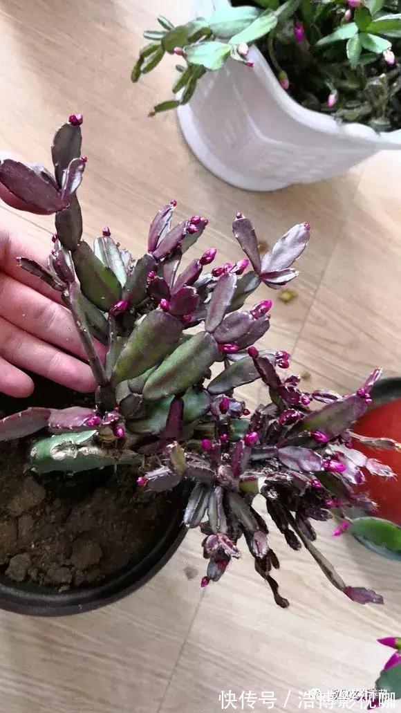 养了10年的蟹爪兰，发现是“假蟹爪兰”，却比真的还好看！