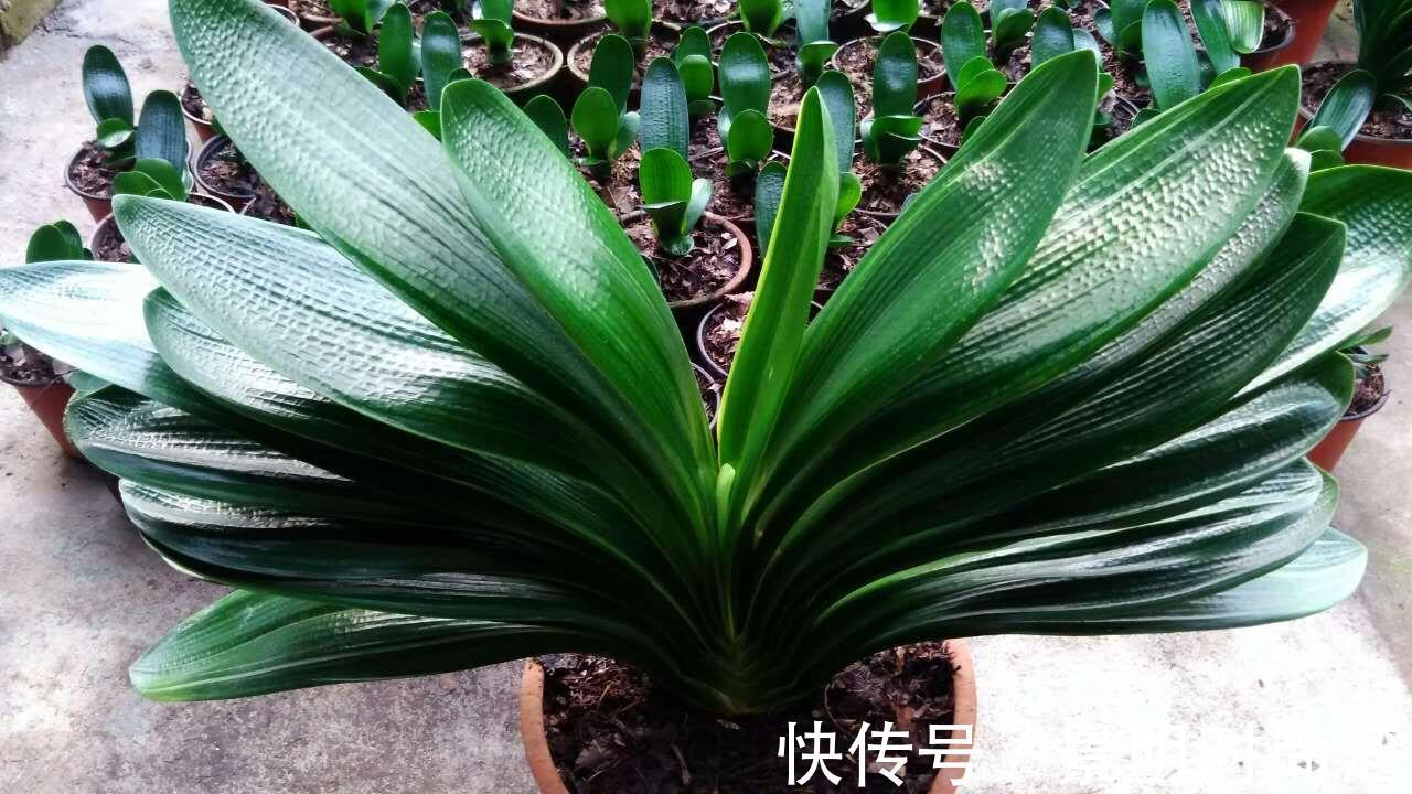 发财树|适合养在小盆里的3种花,用小盆,好养更健壮,别忽视