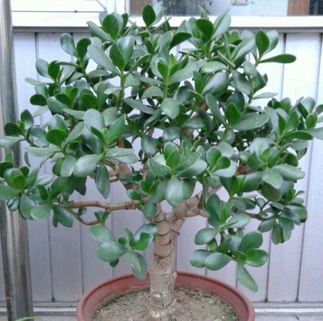 秋天到了，想要玉树美，赶紧给它贴秋膘