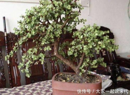 张大爷不喜欢绿萝,家里就养“它”,摆客厅显得“高档”,值钱