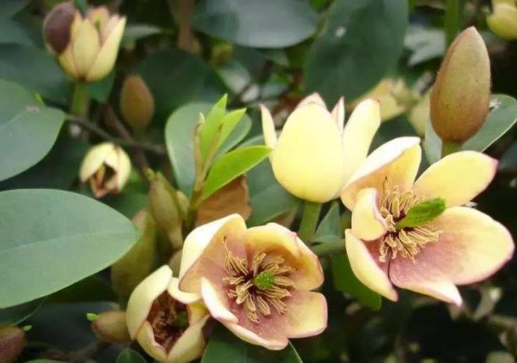 4种花养了就爆盆,好养易活开花漂亮,散发芳香,你养了吗?