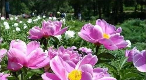 营养液|什么营养液也不如这种神仙水,半月浇一勺,养什么花都长势旺