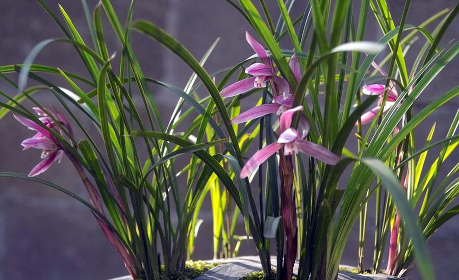 阳台上|为春兰促花,做到这几点,花香满屋