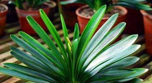 如何让君子兰花期更长，掌握6点小妙招，叶绿花旺，花期翻倍