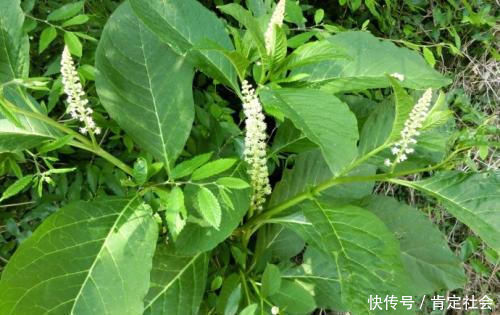 果子|民间称它是“土人参”，嫩叶可当野菜，农村孩子用它果子当胭脂