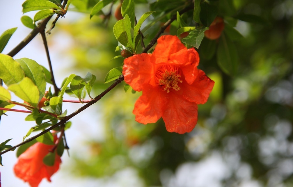 此花是寓意多子多福的花,是山中红色的一片片花朵,是富贵的象征