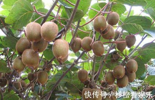 猕猴桃|孕期妈妈要多吃4种水果,营养丰富,能够促进宝宝生长发育