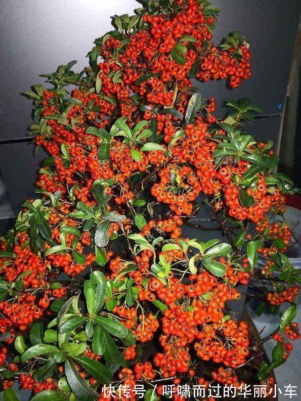 观赏价值|一种花叫做“吉祥果”，小时候砍了当柴烧，长大竟然变成高端盆景