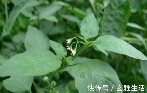 性喜向阳|农村路边的这野菜,一般采摘嫩茎叶食用,味道清香鲜美,你吃过吗?