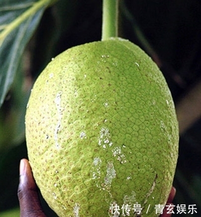 水果|这四种奇葩水果,你吃过几种?