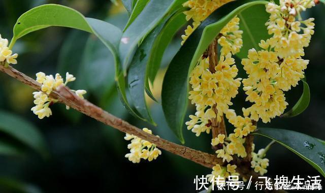 现在开始,2种花不能修剪,否则秋天见叶不见花!