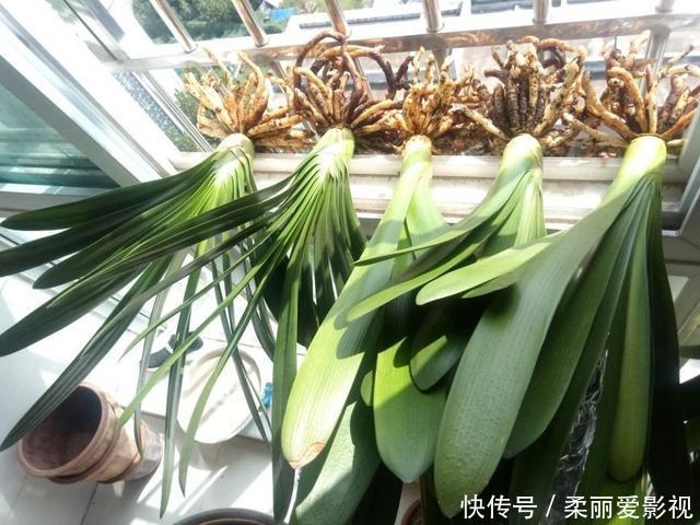 新叶|君子兰有“6怕”，难怪总是养不好，新手规避