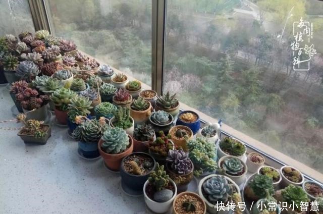 我是多肉飘窗党,我来晚了!我是多肉飘窗党,我来晚了!