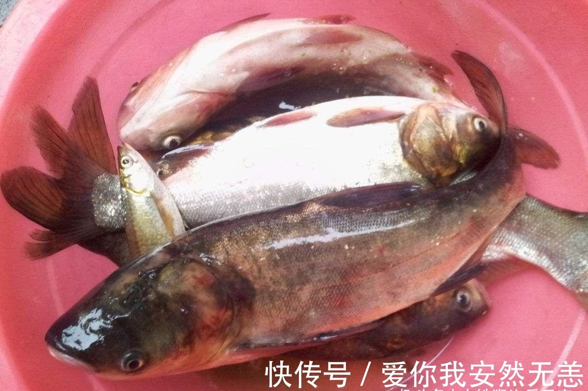 窝子|85%的钓鱼人都不知道的,垂钓冷知识,若读懂,鱼获倍增