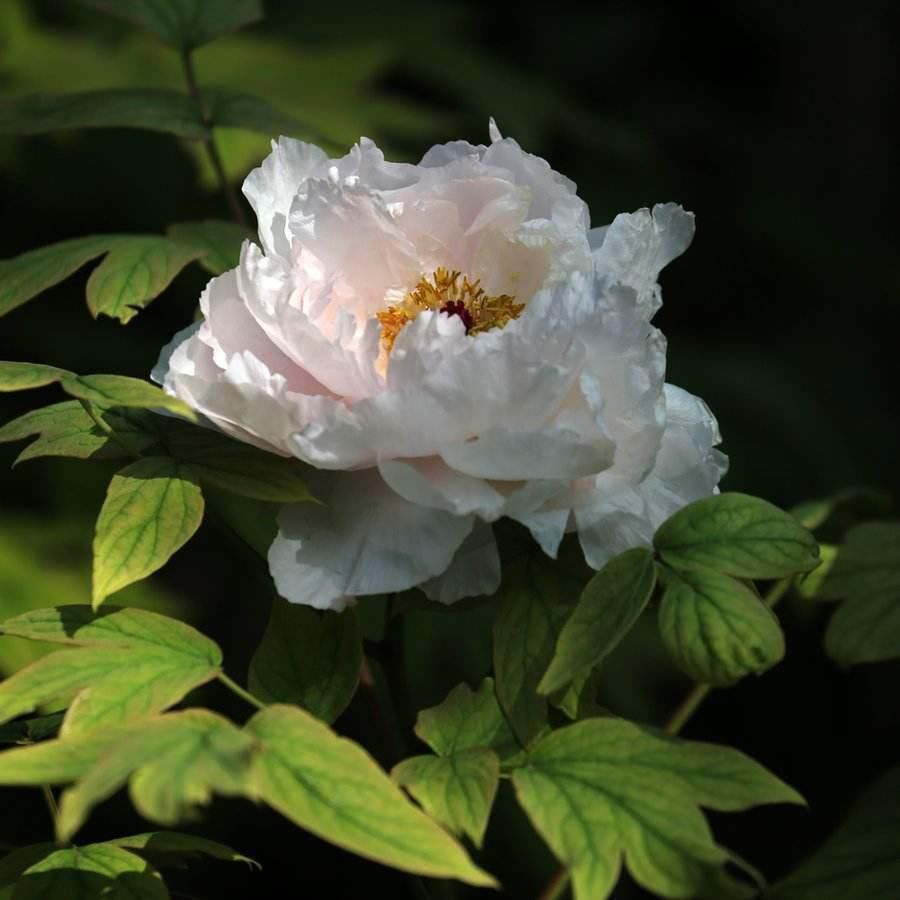 母株|分株繁殖是什么？这几种花卉适合分株繁殖，好生根开花多