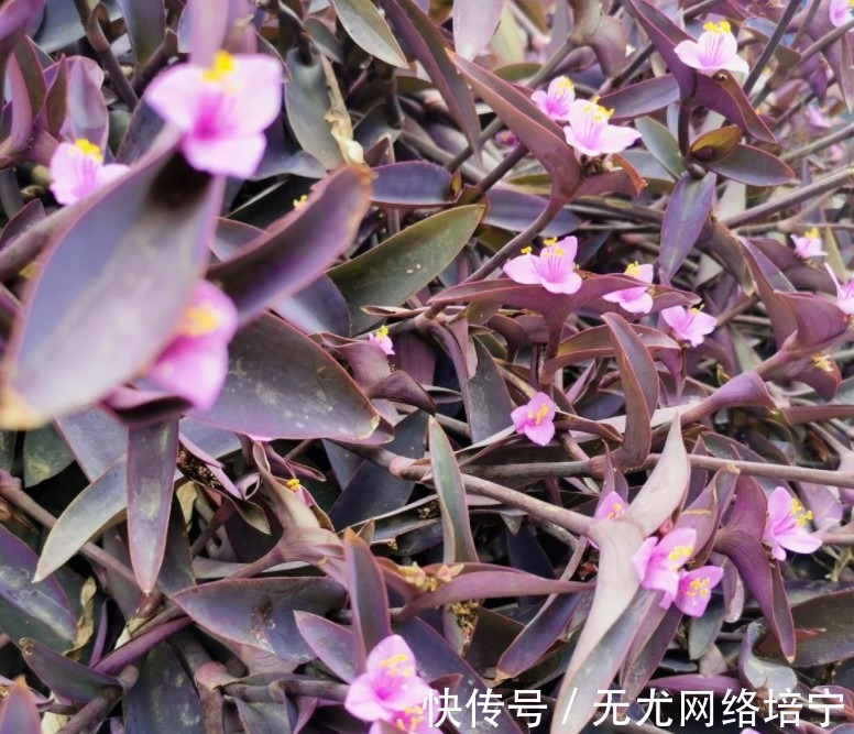 花卉|总觉得家里植物开花太少，可以试试这些花，开花量非常大