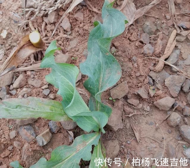 兰陵|临沂兰陵管这些野菜这样叫,不知道各地都一样吗!