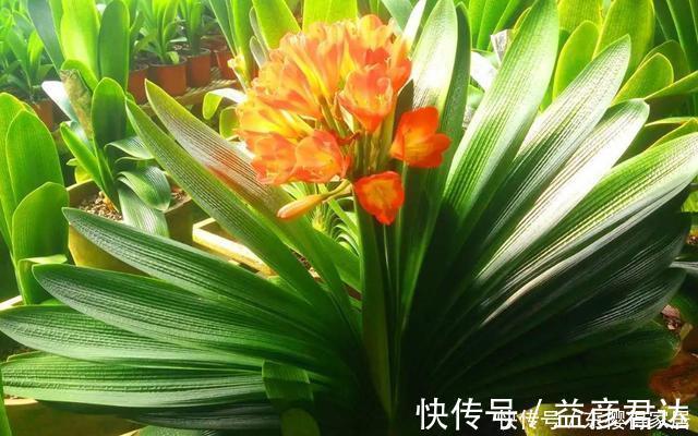 为什么君子兰不开花,因为你忽略这些关键点