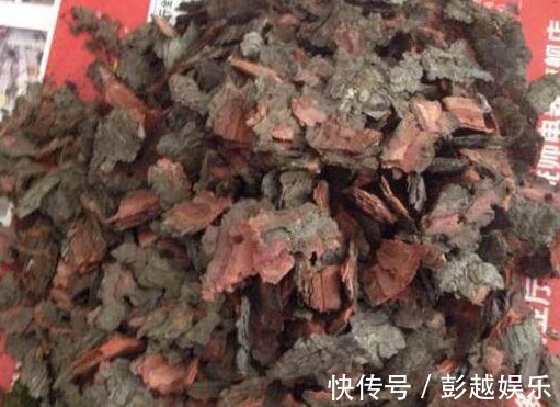 君子兰用“它”养,10年不施肥,新芽呼呼窜,开完一次又一次!