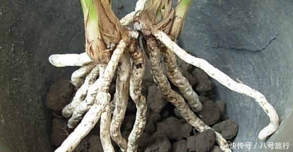 每年春天对兰花做这件事,兰花根壮叶绿,年年开花。