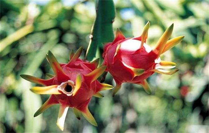 长寿|想长寿全靠吃,3种食物离不开,补充营养,身体棒棒哒!