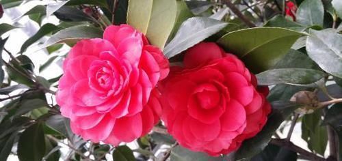 枝条|3种漂亮花,别乱浇水,水越多开花越少,旱着养反而长得旺