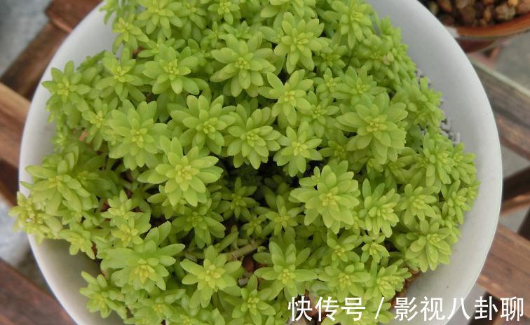 愁多肉“过冬难”,就抓紧做好这4件事,花友:今年盆栽特省心