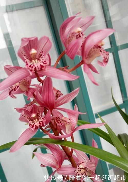 获得4次金奖的兰花，开花后美艳动人，气味芳香，新老兰友都能养
