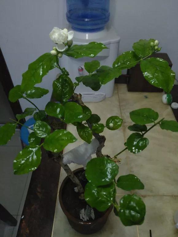 花钱买了大老桩，越养越不开花，试试这个方法，复壮开爆盆