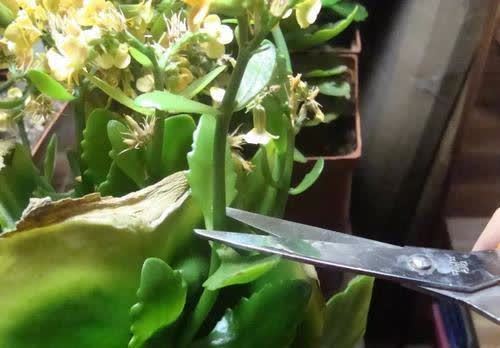 适合勤人养的花,修剪越勤、生长越旺,不建议懒人养,容易长成草