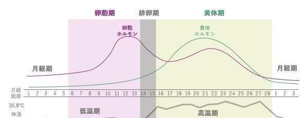 卵泡期|排卵期女性身体4大变化准确计算排卵期这样才科学