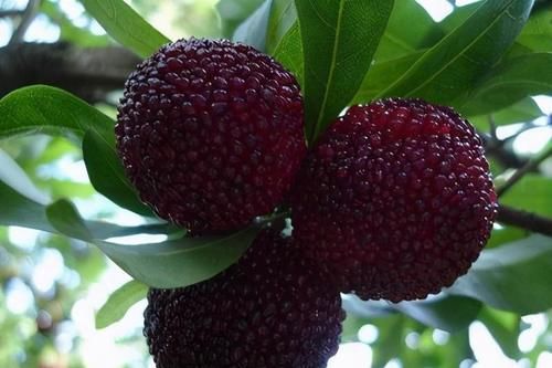 维生素c|夏季养生正当时，3种食物不可少，补充营养，身体棒棒哒！