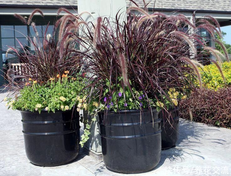 观赏草|6种绝佳的盆栽观赏草，买点种子就可以培育，新手园丁也可练练手