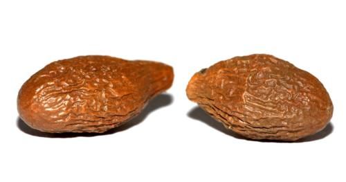 开音|肺热咽痛？中医师：这”4种“中药泡水喝，清肺化痰，利咽开音