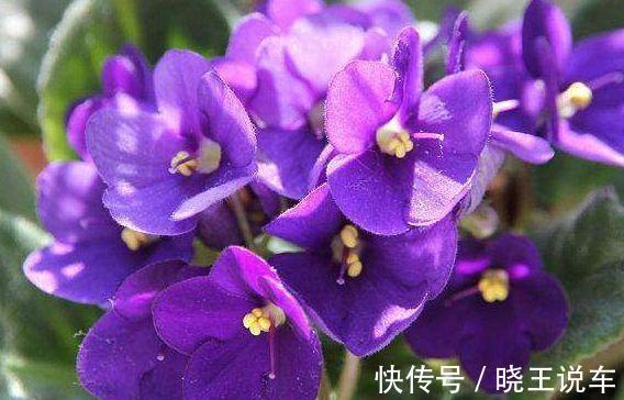 农历十月初一霜降后,养什么花?以下3种花,四时如意万事遂心