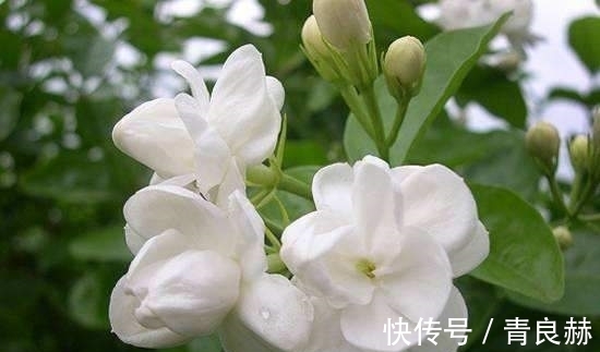 4种花好养易活,旺财又养人,花开就爆盆,漂亮又好养!