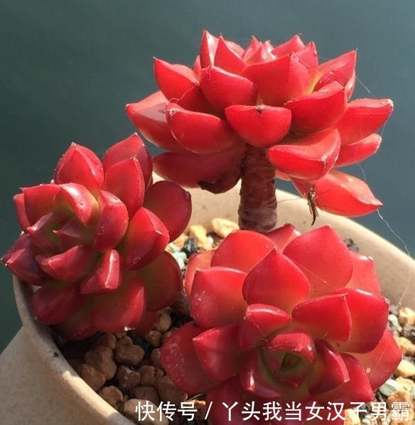 原来可以把蒂亚“虐”这么红,4点掌握了,你养的蒂亚一样红!
