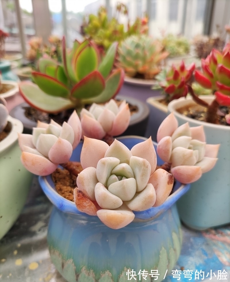 诺娃|有事没事看看多肉,才是度夏的基本保障