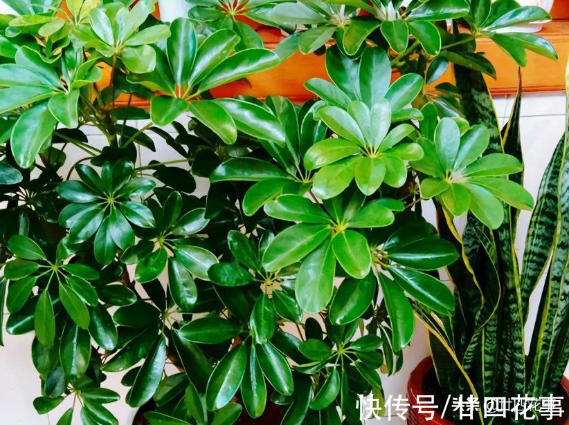 烂根|7种花“怕水”,浇水多死得快,管不住手的话,再有钱也别养