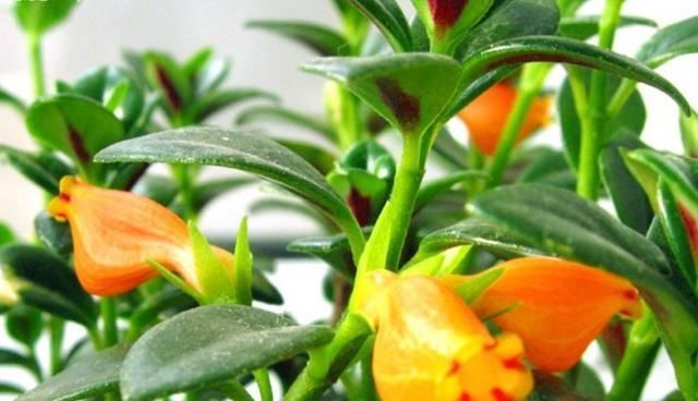 金鱼|金鱼花蕾不生长,枯萎,注意保育,有序地盛开,不枯萎