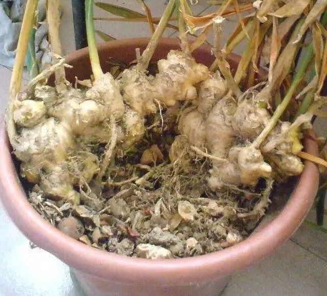 生姜、土豆吃不完,就扔“花盆里”,长成漂亮盆栽,结出丰硕果实