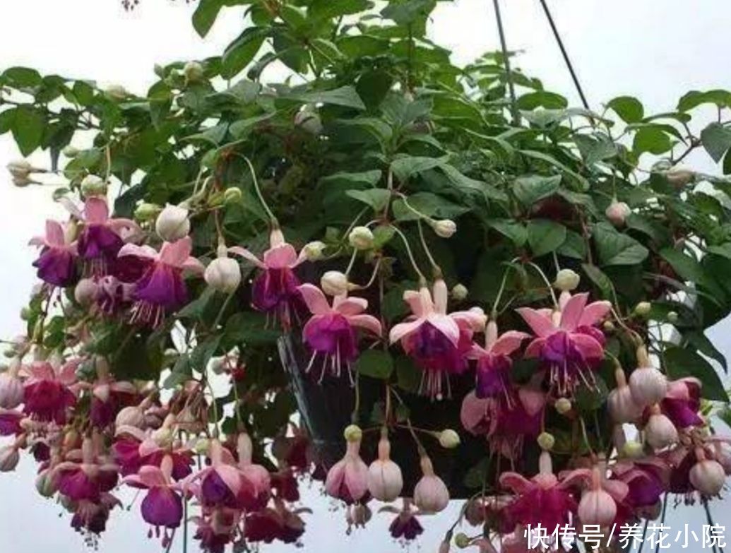 夏天|天气热了，这5种怕晒的花，要提前把它搬到阴凉处