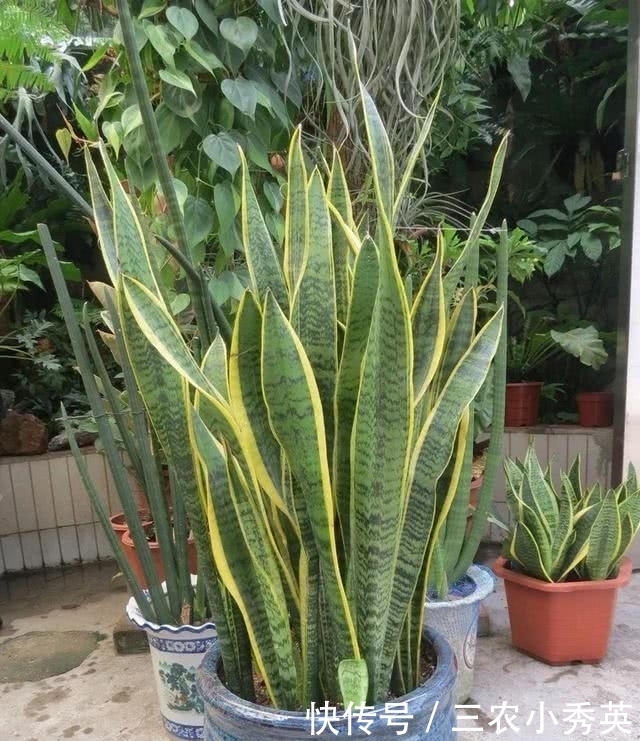 园土|虎皮兰就是不生长, 快来看看这方法, 让它恢复生长就这么简单