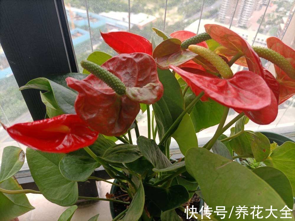 钱串子|适合办公桌的“耐阴花”，有旺运增财好兆头，皮实又好养