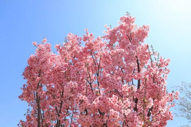 樱花，油菜花意正浓，梨花、海棠来了！