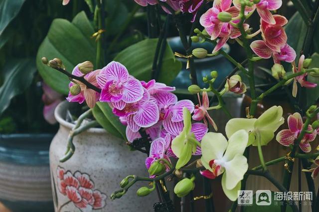 年宵花市场开始备货蝴蝶兰仙客来20-50元盆受市民青睐