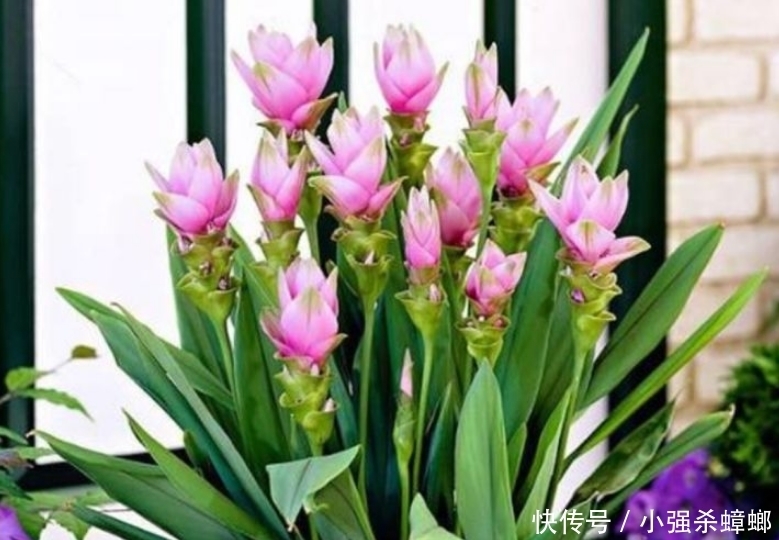 4种花漂亮又好养,比牡丹好看,花儿轻松开爆盆,适合阳台盆栽