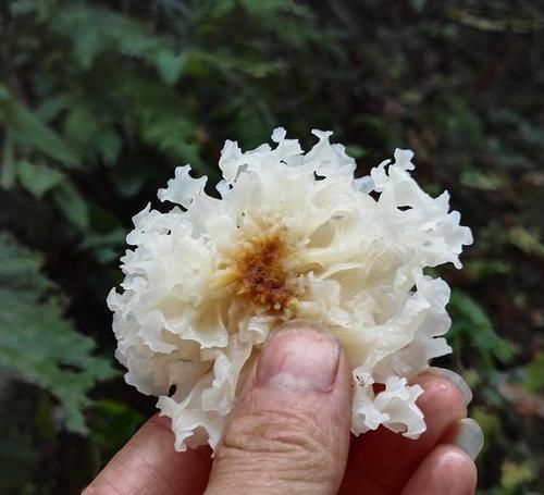 腹部|女人腹部和下半身有赘肉,非常建议常吃几种食物,瘦身营养两不误